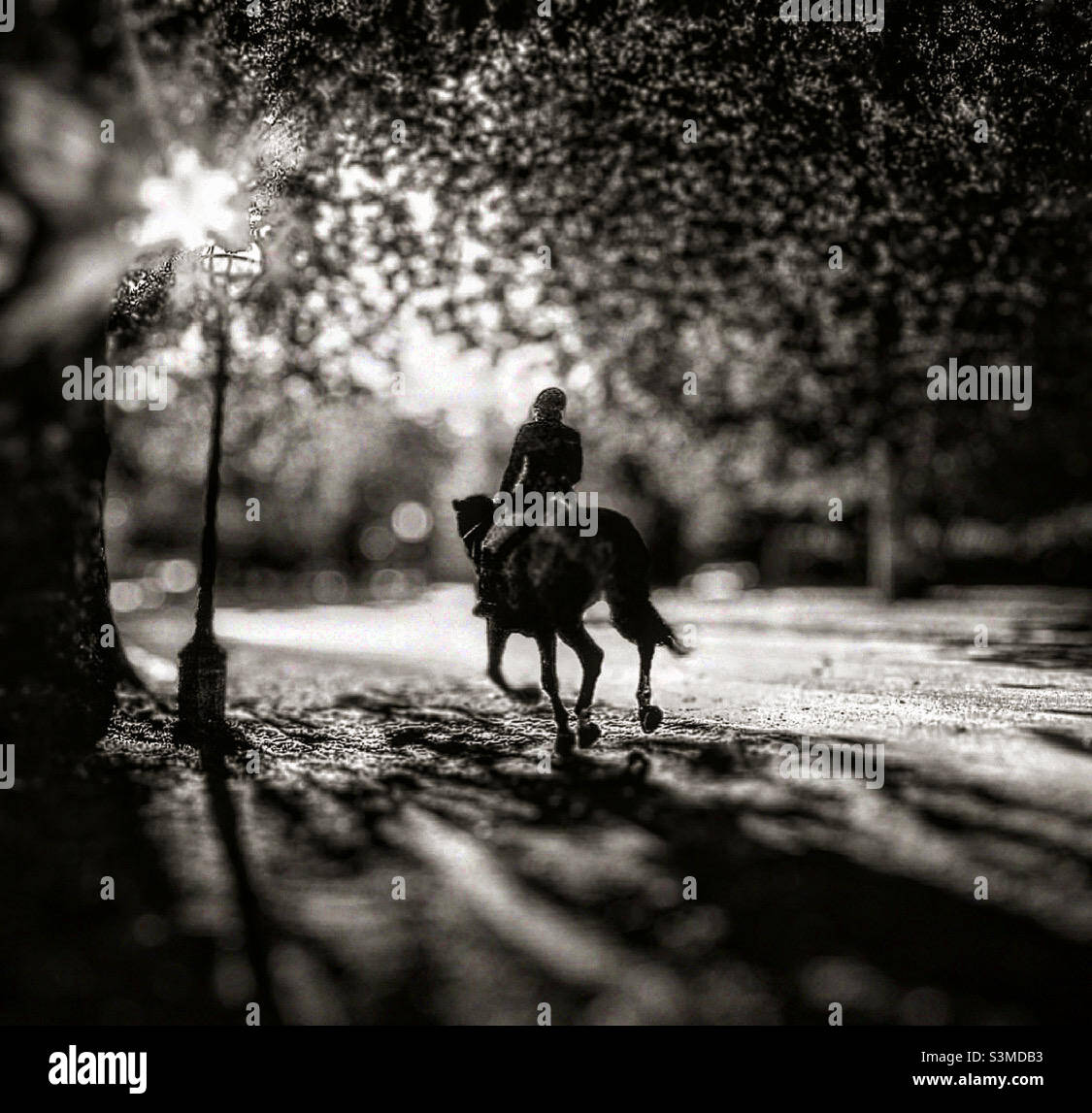 Horse riding in the morning through Hyde Park. - Smartphone Captured Stock Image