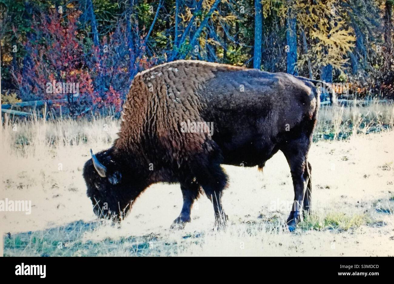 Wood buffalo, Wood Bison are the largest land mammal in North America. - Smartphone Captured Stock Image