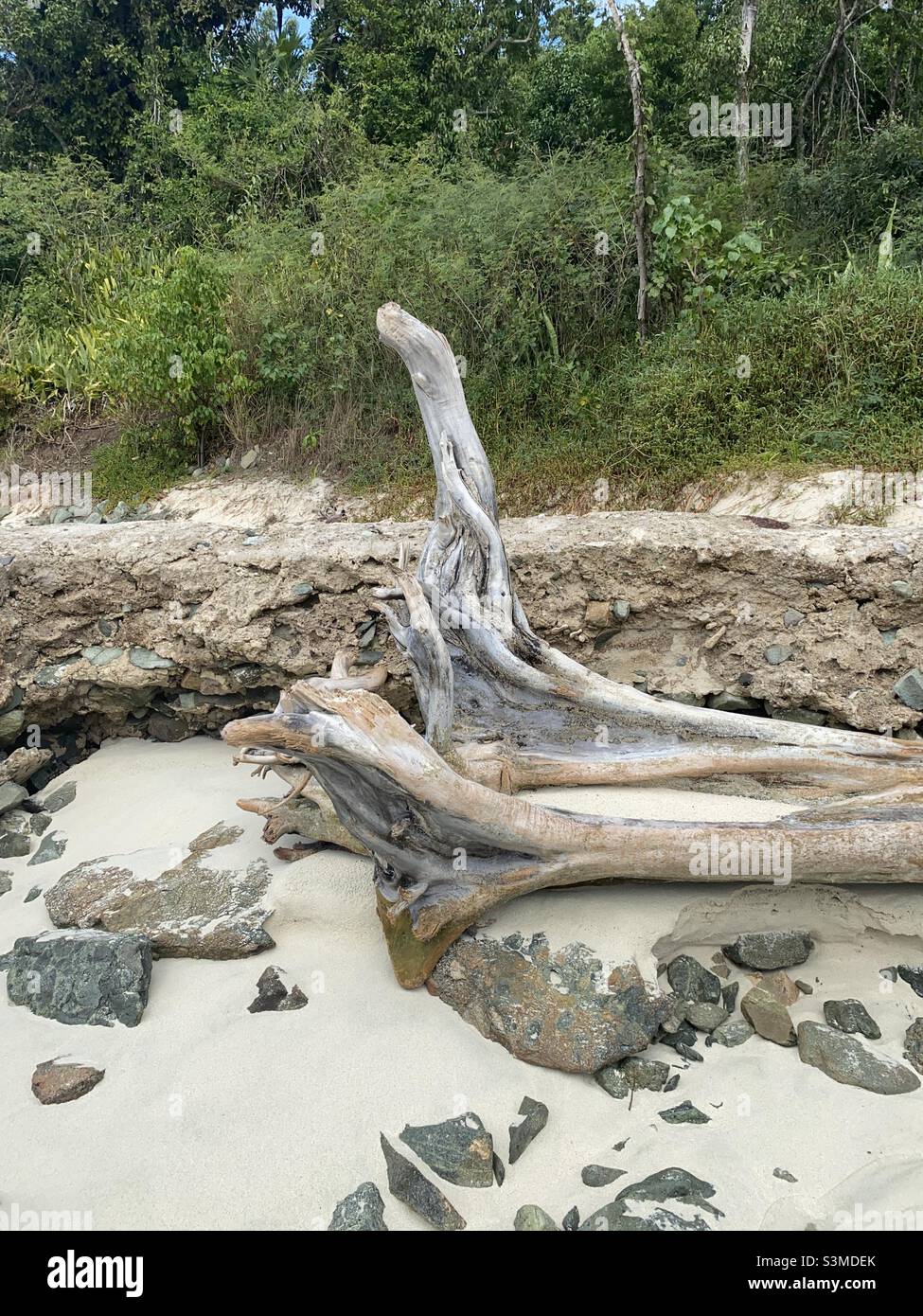 Driftwood on St. John’s Island Stock Photo Alamy