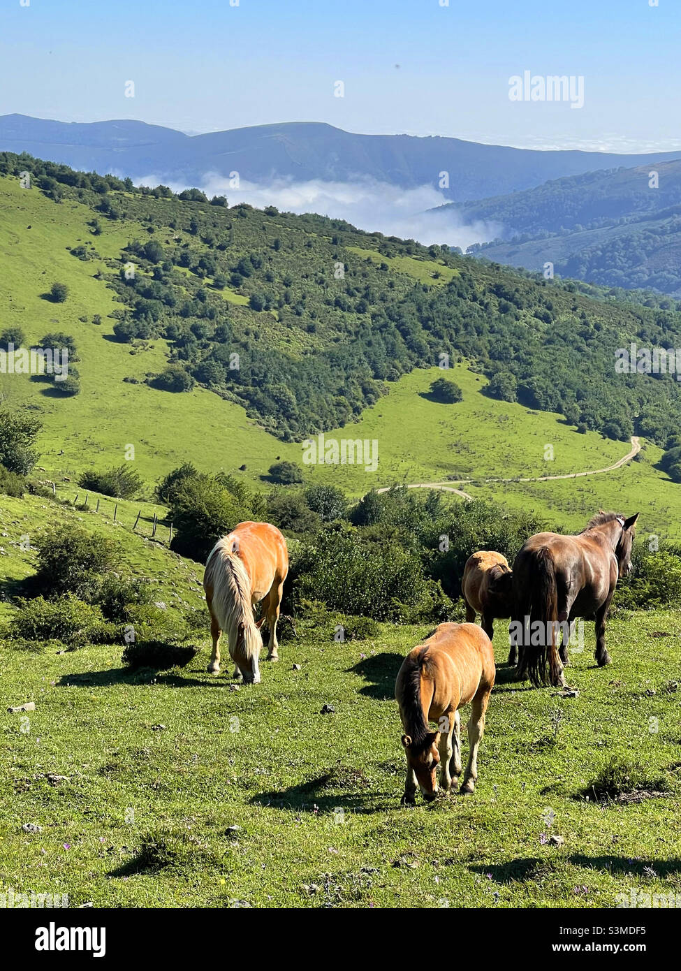 Wild horses in a meadow. Palombera Mountain pass, Cantabria, Spain. - Smartphone Captured Stock Image