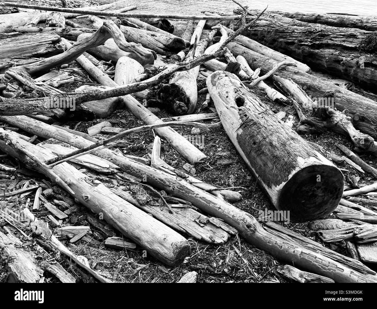 Drift Wood at a Beach on Newcastle Island in Black & White Stock Photo