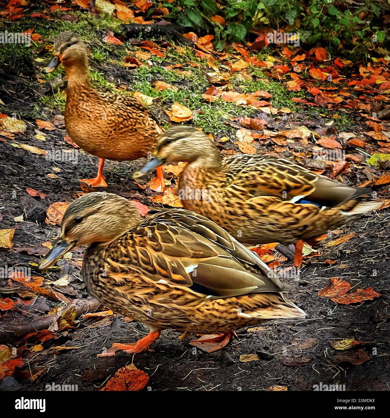 Golden ducks. Stock Photo
