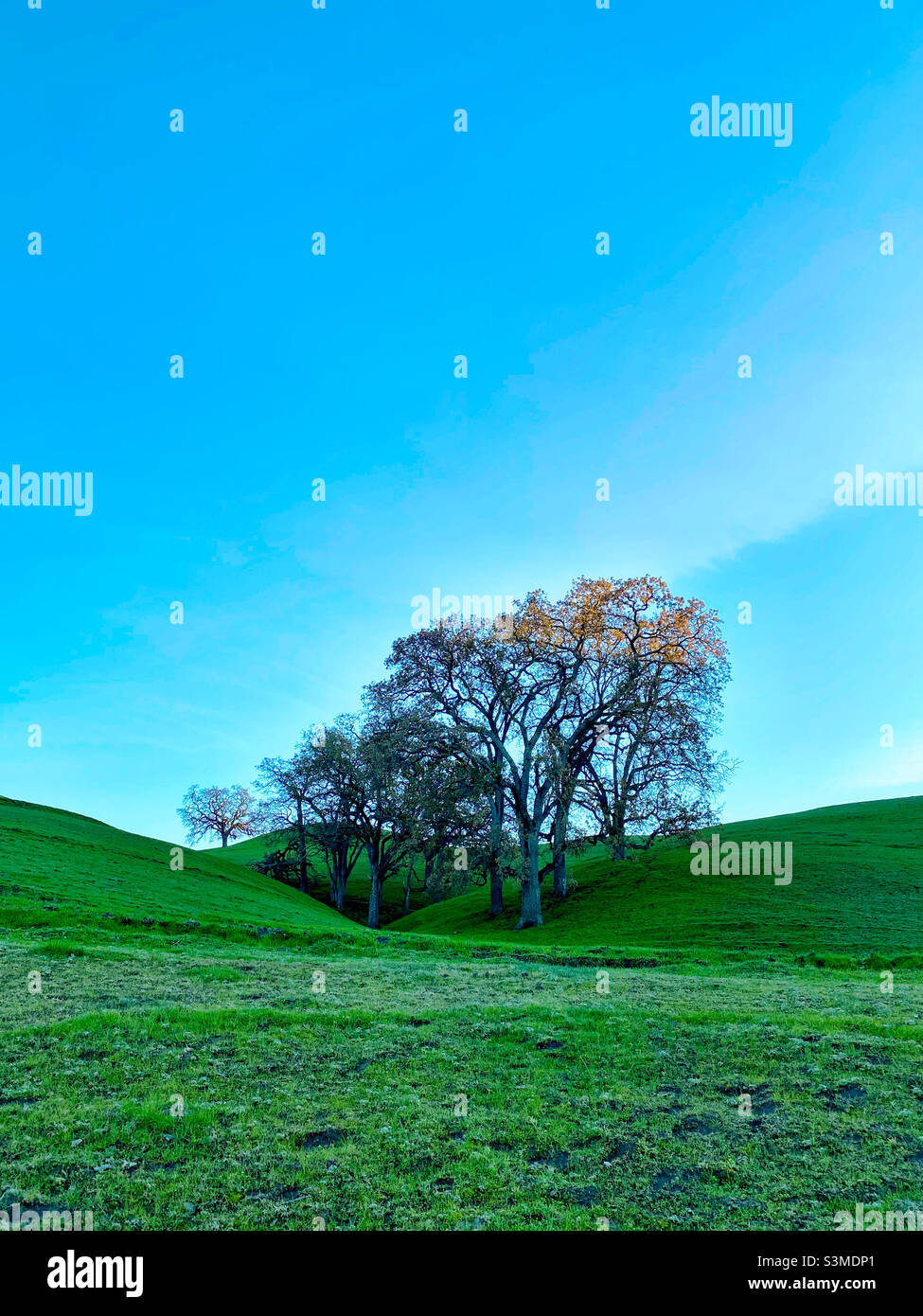 Winter oaks in green pasture with blue sky Stock Photo