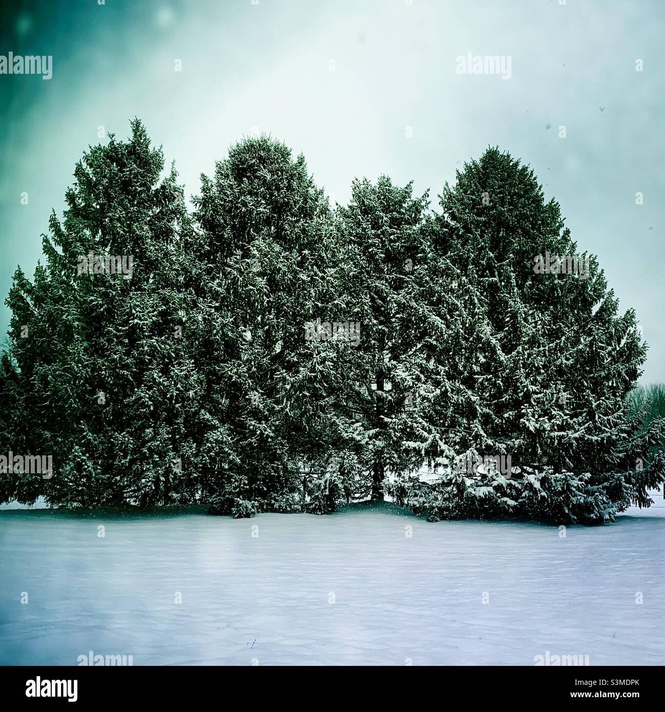 Pine trees with a fresh coat of snow - Smartphone Captured Stock Image