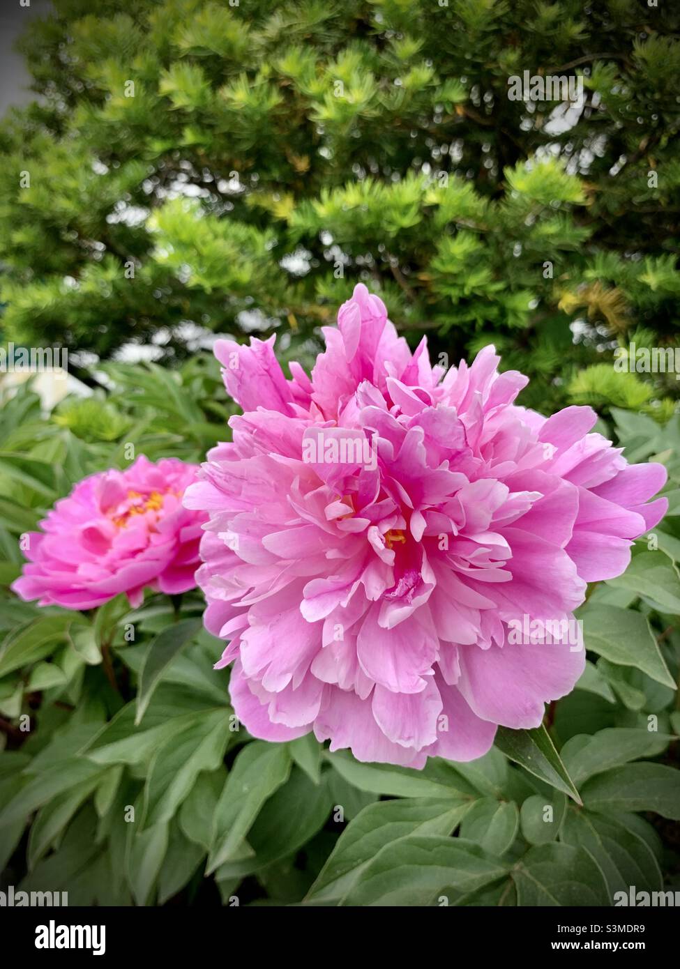 Flower blossoms of Chinese peony. Stock Photo