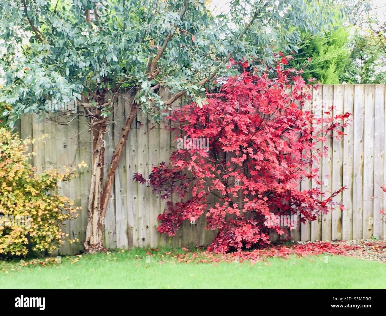 Bright red green and yellow leaves from Japanese Maple, Eucalyptus and Acer trees in a British garden against a rustic fence - Taken in Wales, UK in Autumn Stock Photo