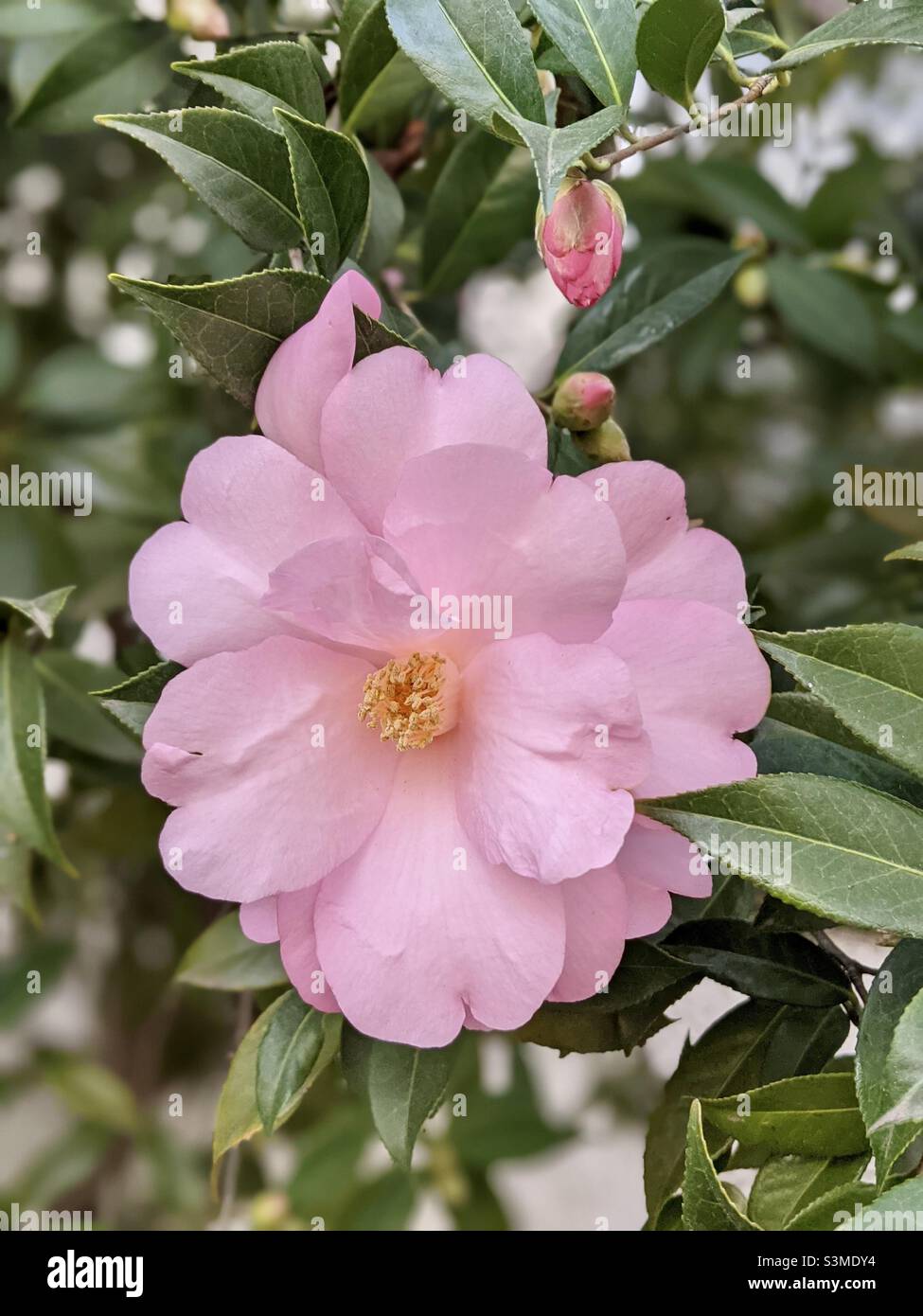 Large pink Camellia flower with unopened buds and green leaves Stock