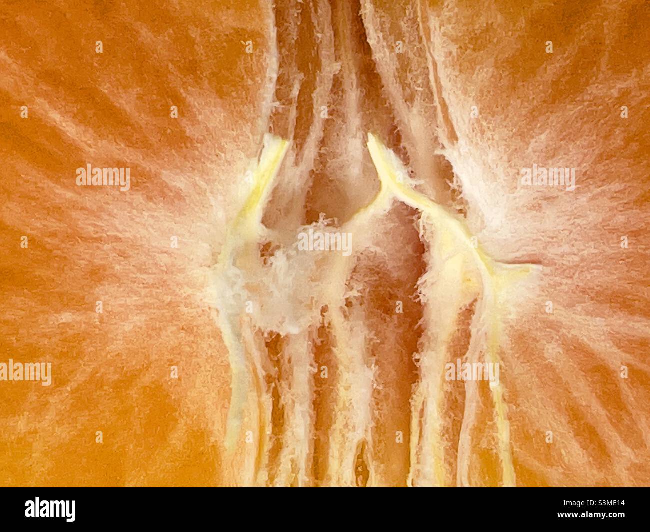 A close up of the inside of a tangerine or Satsuma Stock Photo Alamy