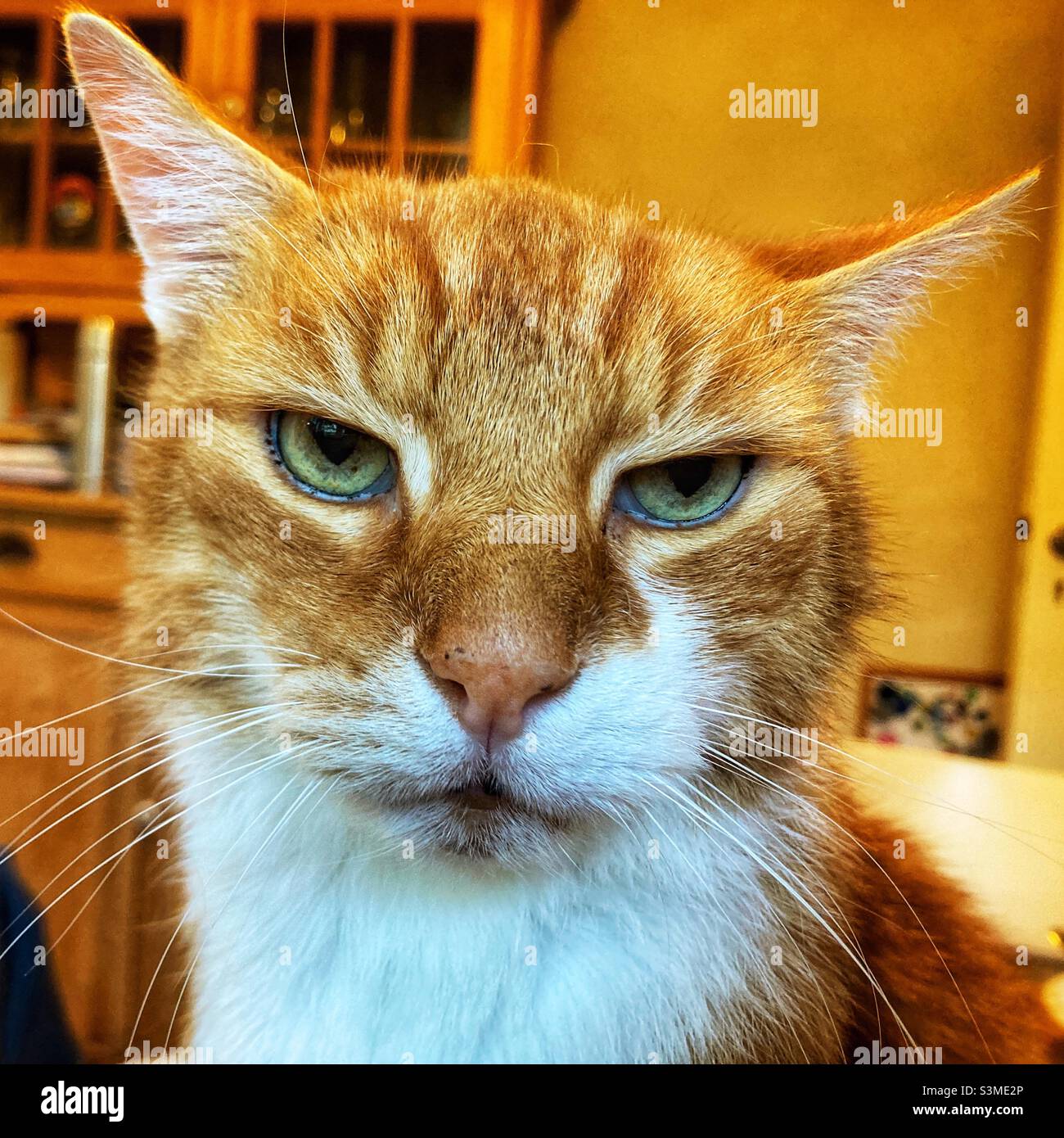 Close Up Face Of Cat. Upset Or Angry Mood Mode. Vintage Tone Filter Color  Style. Stock Photo, Picture and Royalty Free Image. Image 67988424.