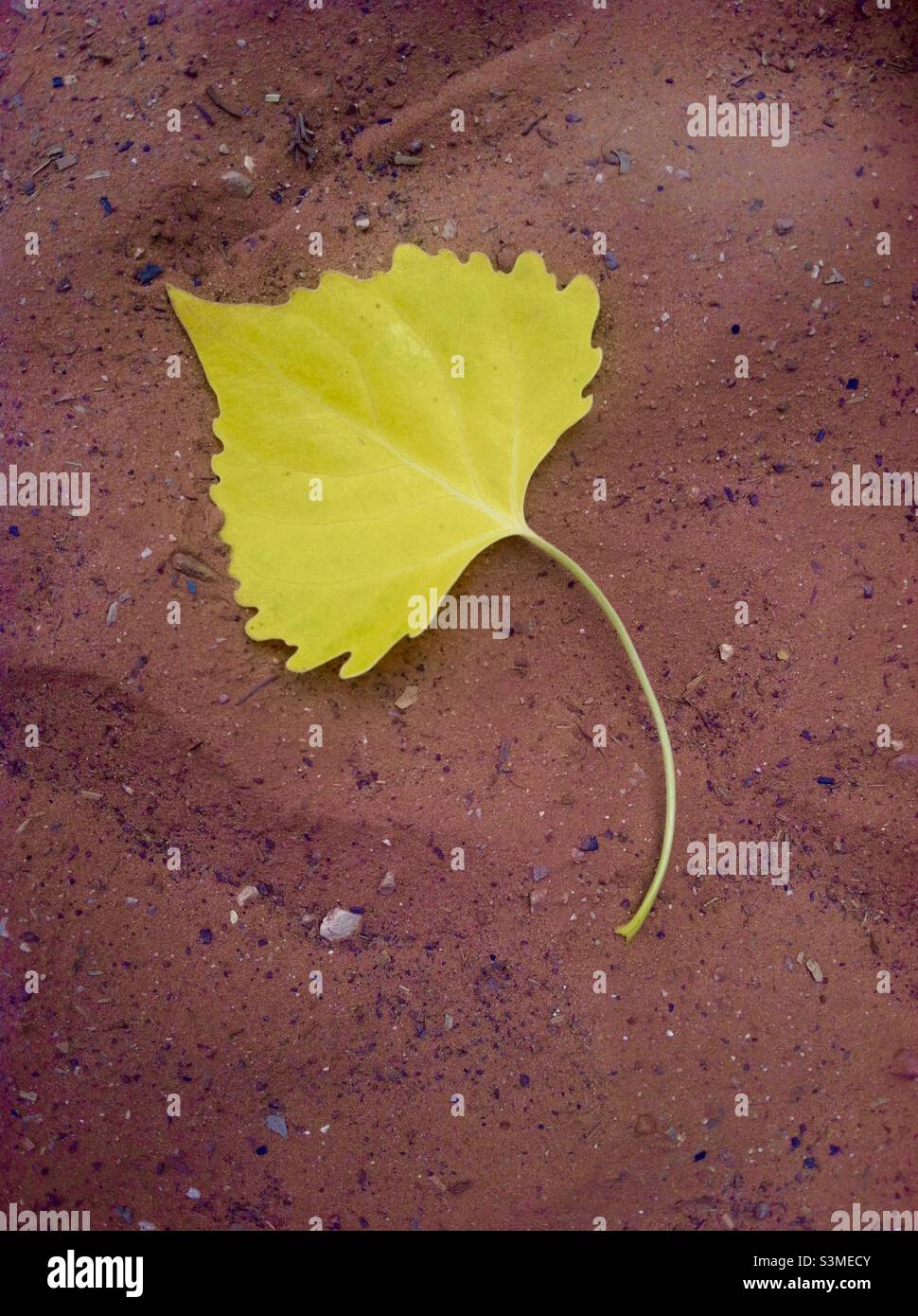 Yellow Leaf in Red Soil. Havasupai. Stock Photo
