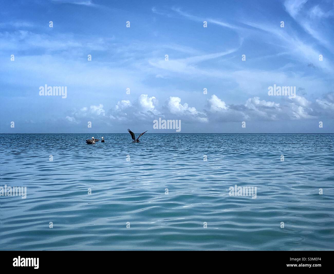 Four Pelicans in the ocean. San Juan Beach. Against blue sky. - Smartphone Captured Stock Image