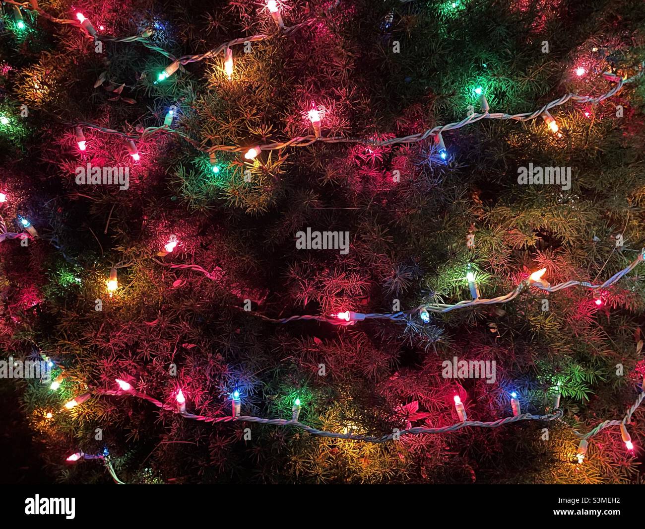 Christmas lights glowing around an outside pine tree, sans snow, in Utah, USA. - Smartphone Captured Stock Image