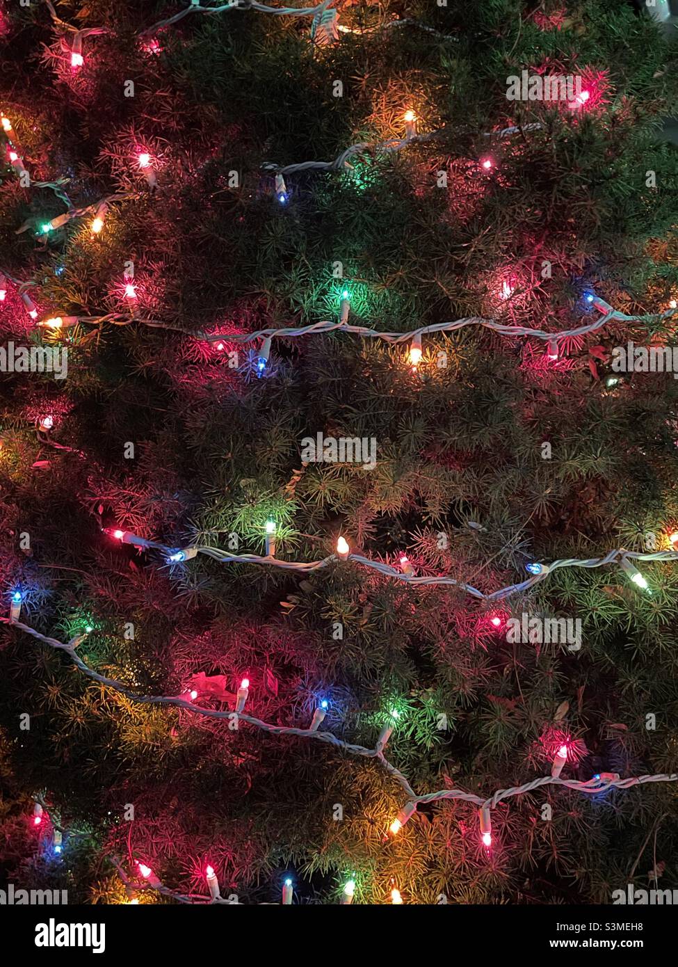 Christmas lights glowing around an outside pine tree, or 'Christmas tree', sans snow, in Utah, USA. - Smartphone Captured Stock Image