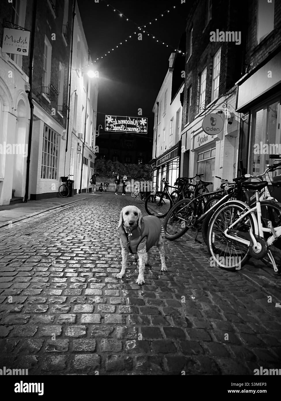 Buzz Reynolds Cambridge Green Street Dog Stock Photo