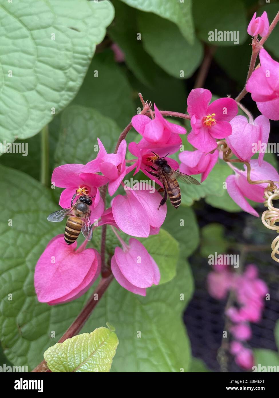 Bees on pink flowers Stock Photo