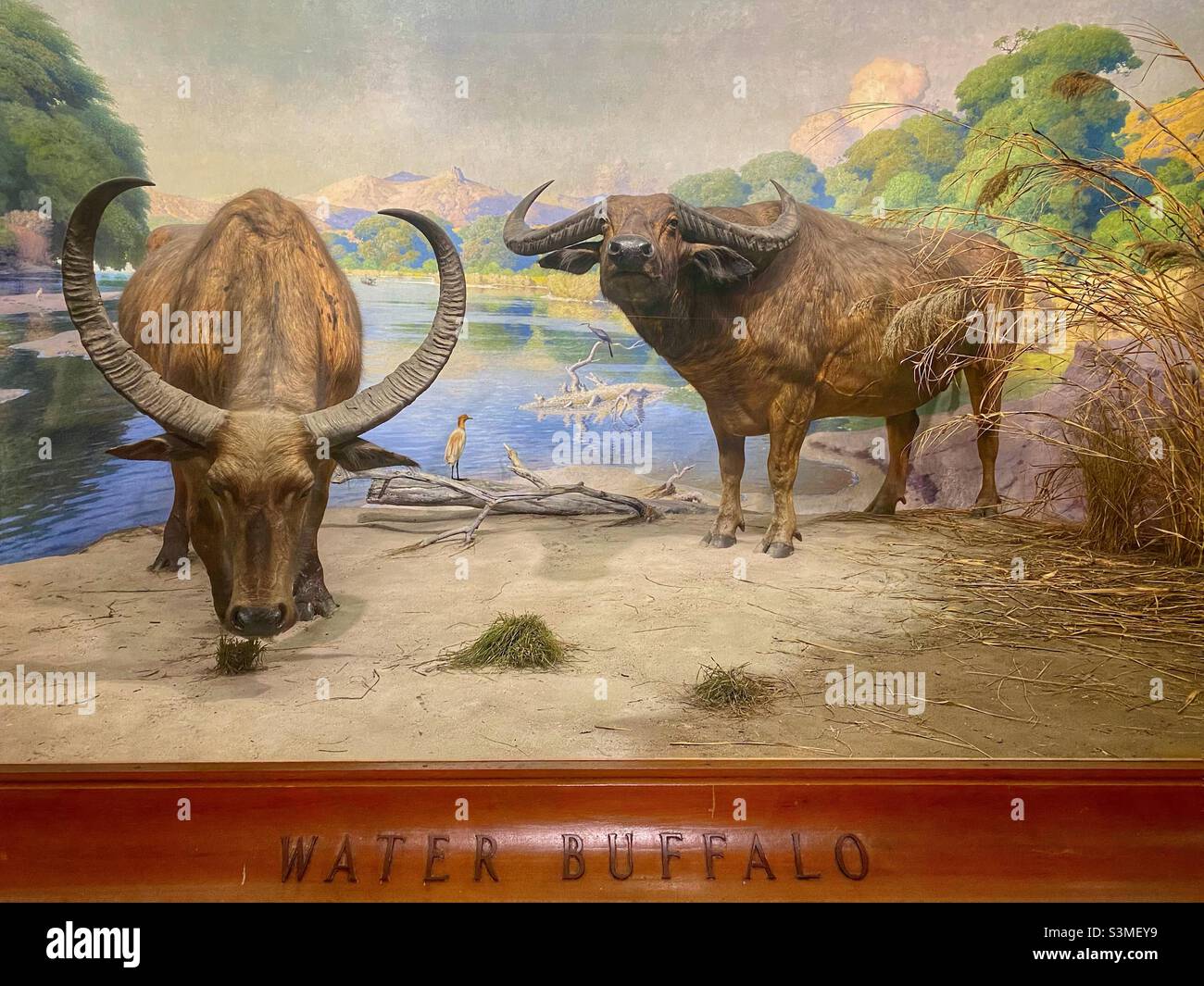 Water Buffalo in American Museum of Natural History. - Smartphone Captured Stock Image