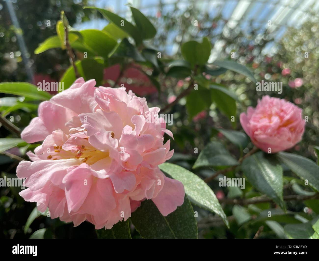Dahlia blooms Stock Photo
