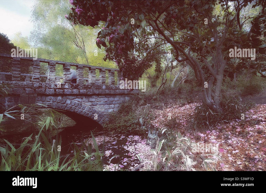 Bridge over the River Cam in Peckham Rye park with Spring blossom. - Smartphone Captured Stock Image
