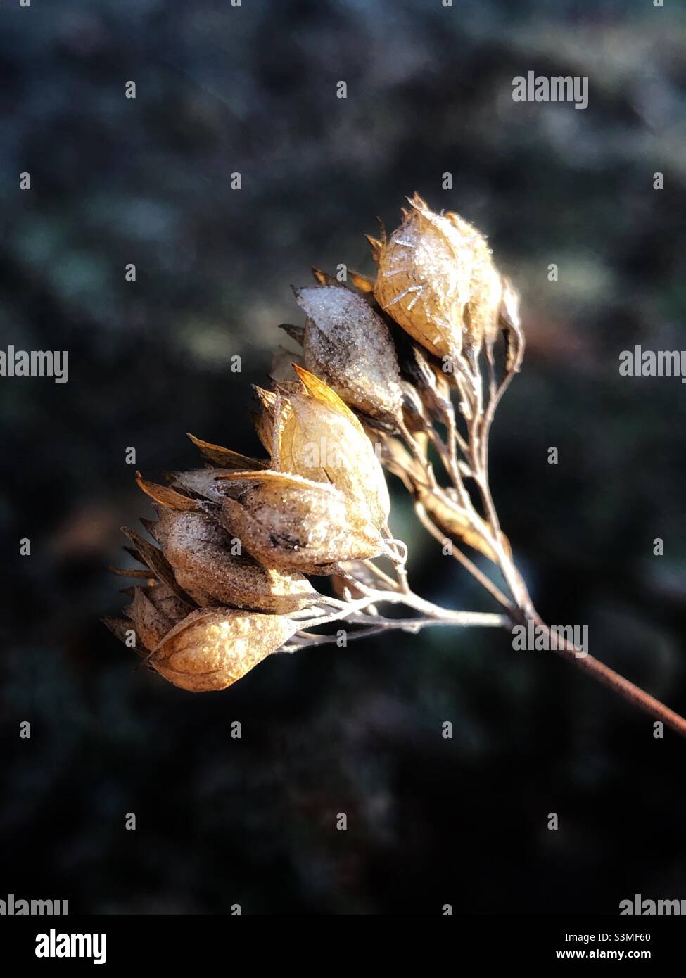 Frosted golden buds and stem in a winter sun. - Smartphone Captured Stock Image