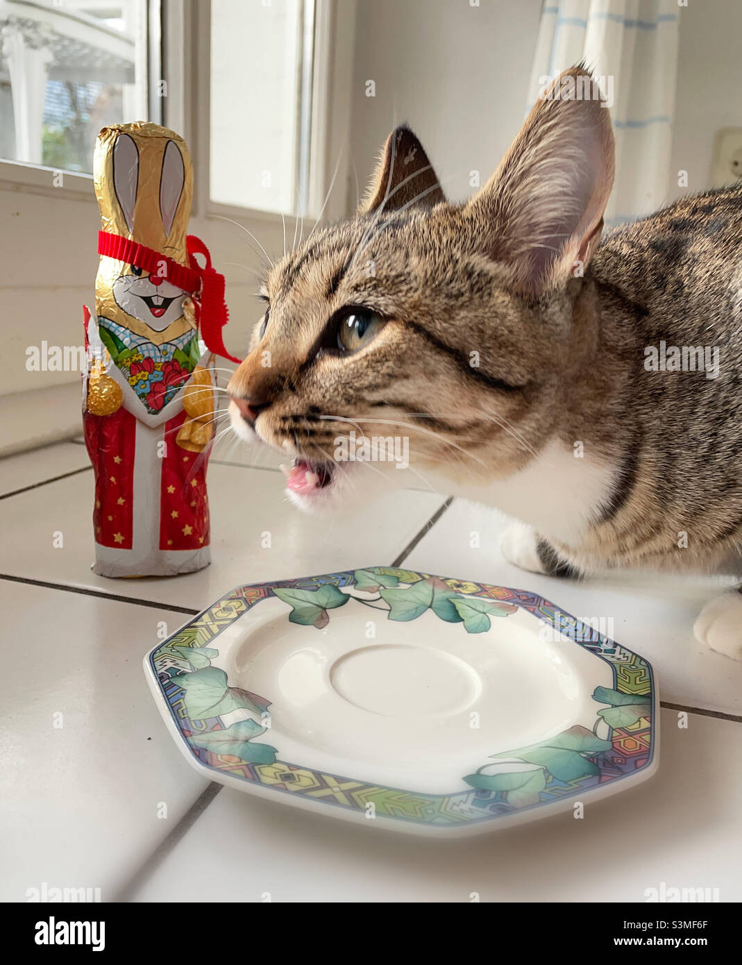 The Cat likes it all. Stock Photo