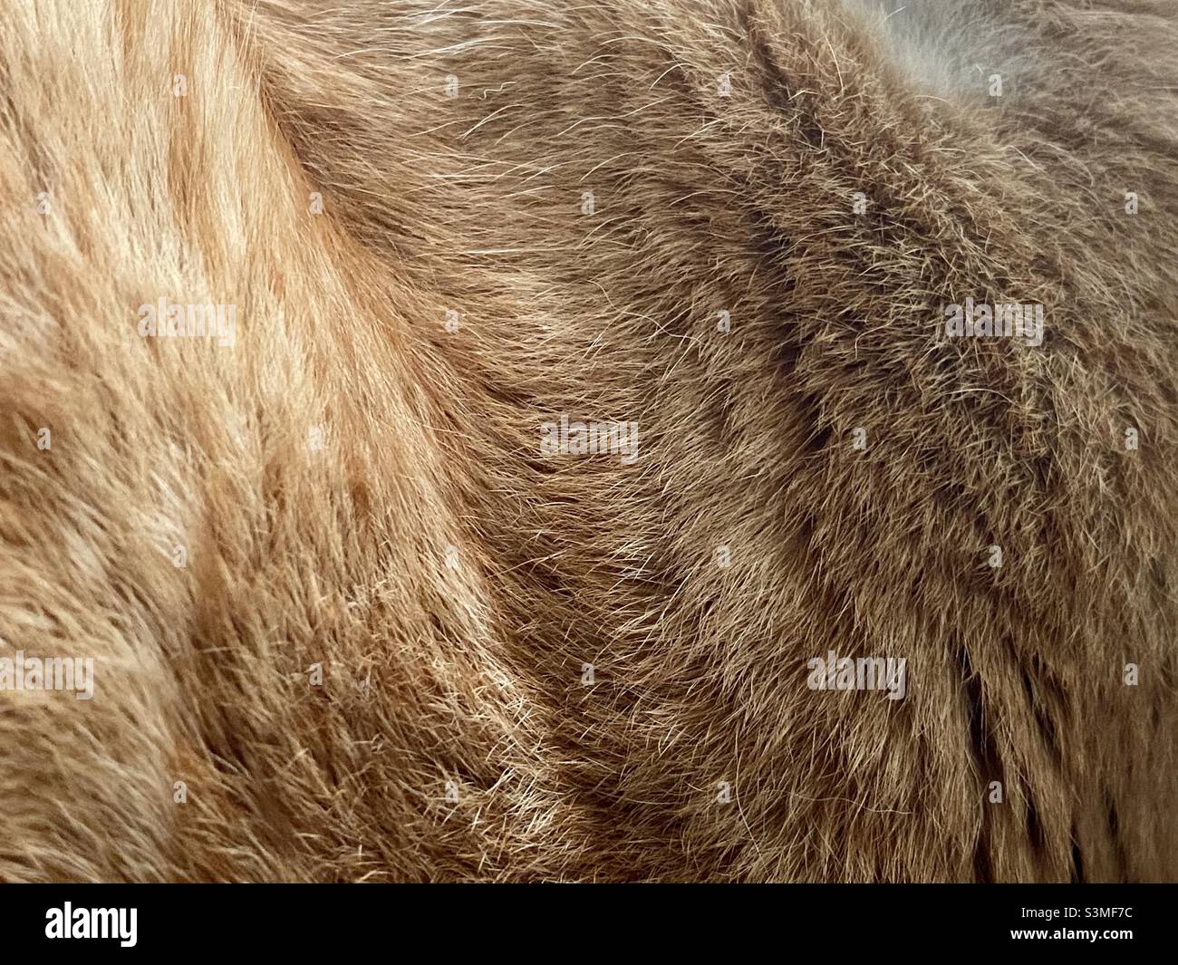Closeup of ginger cat hair fur - Smartphone Captured Stock Image