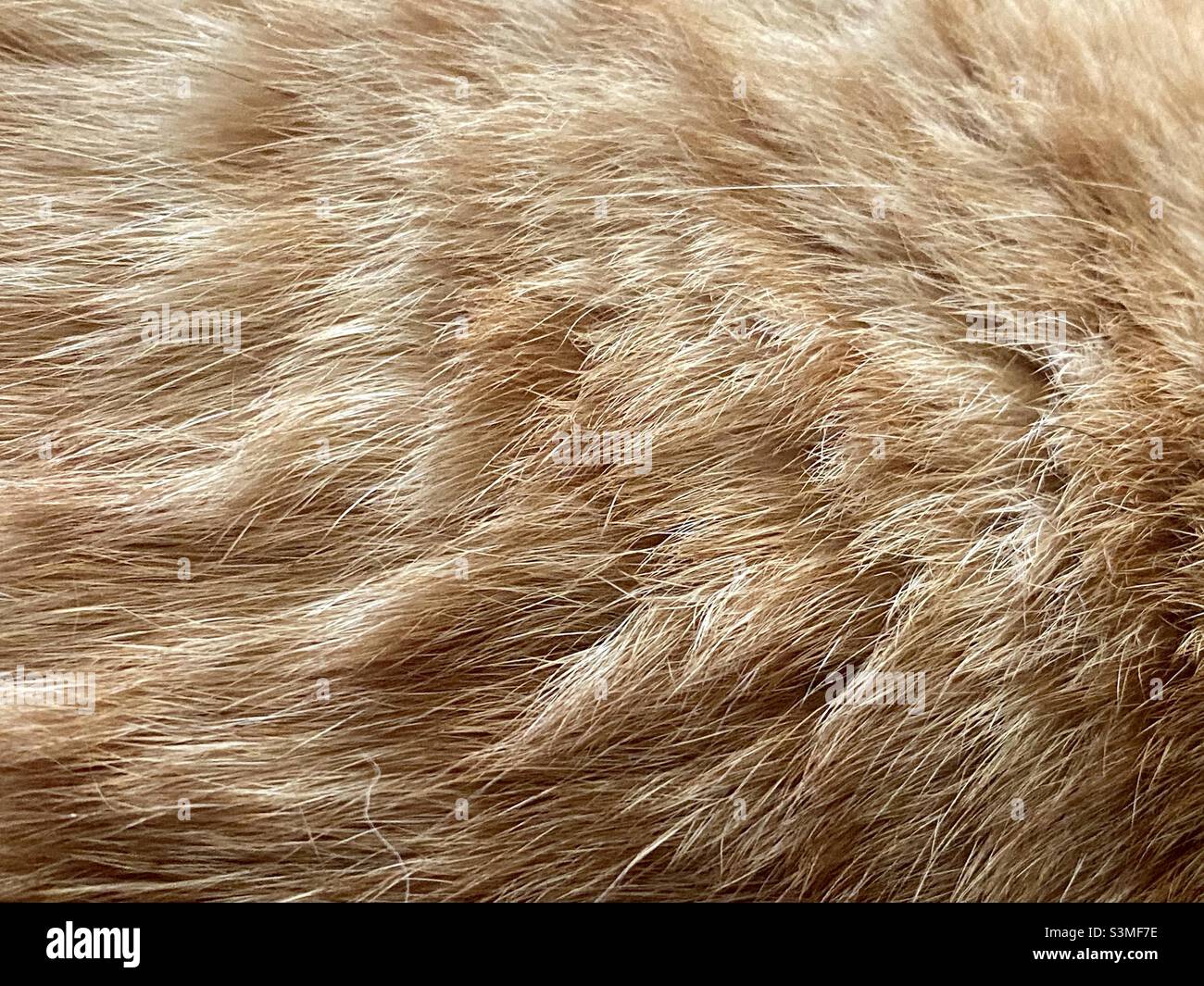 Detail of ruffled ginger cat hair fur Stock Photo Alamy