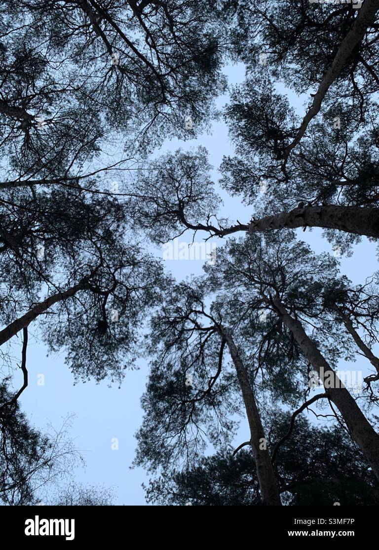 Tree tops in the winter - Smartphone Captured Stock Image