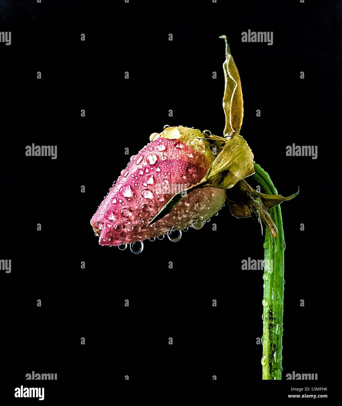 Faded rose bud. - Smartphone Captured Stock Image
