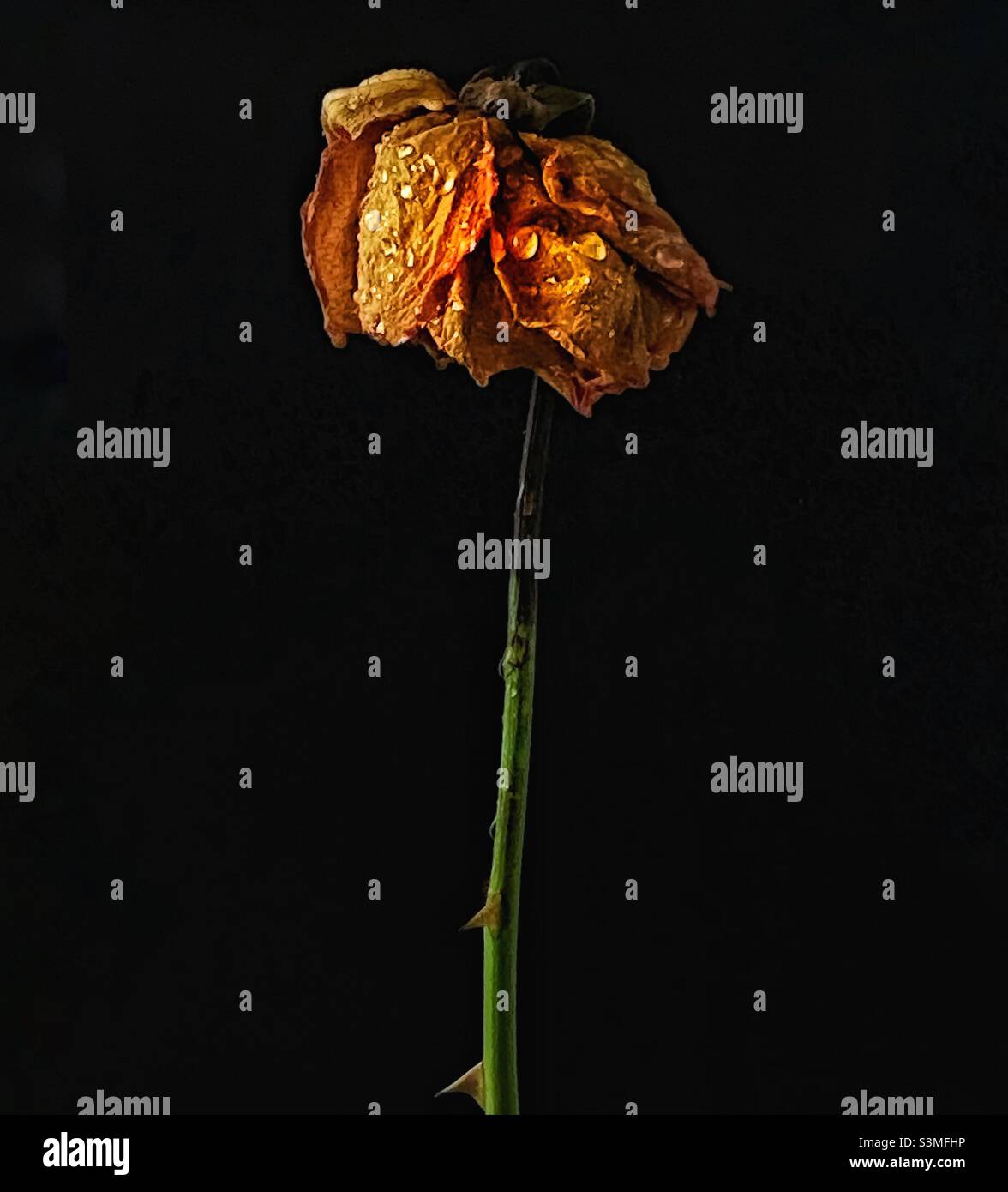 Faded rose - Smartphone Captured Stock Image