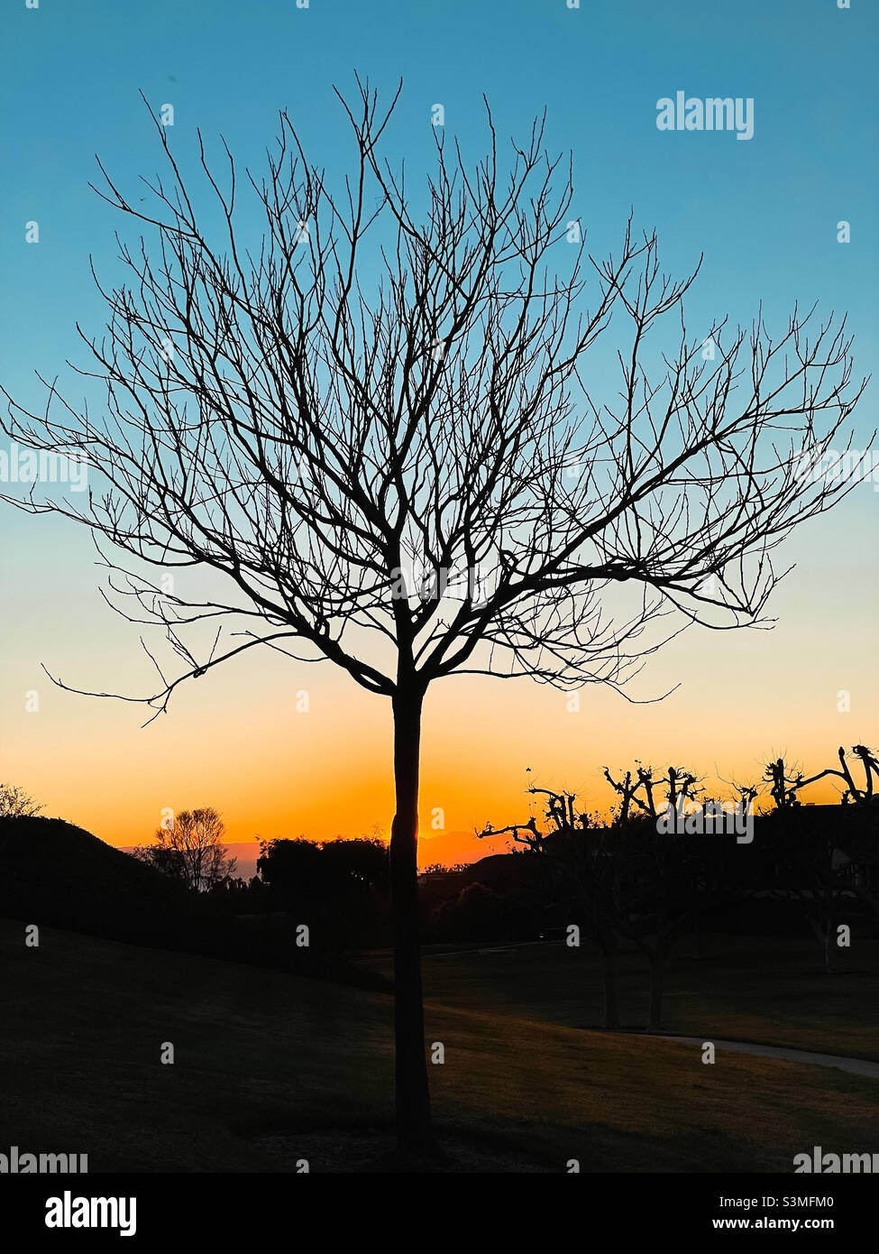 Silhouette of a bare tree at sunset. Stock Photo