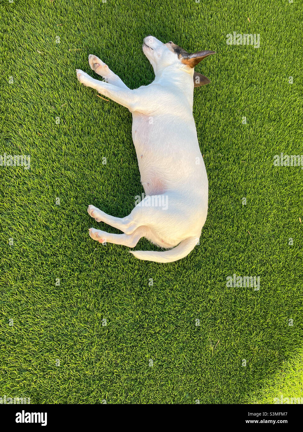 Dog asleep outdoors - Smartphone Captured Stock Image