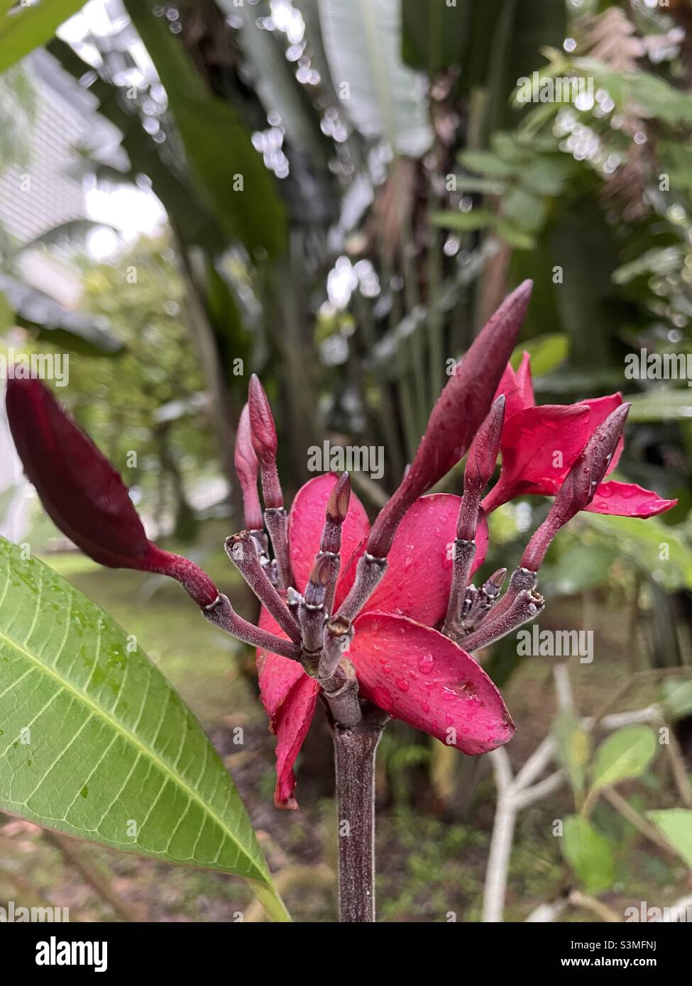 Red flowers with stalks Stock Photo