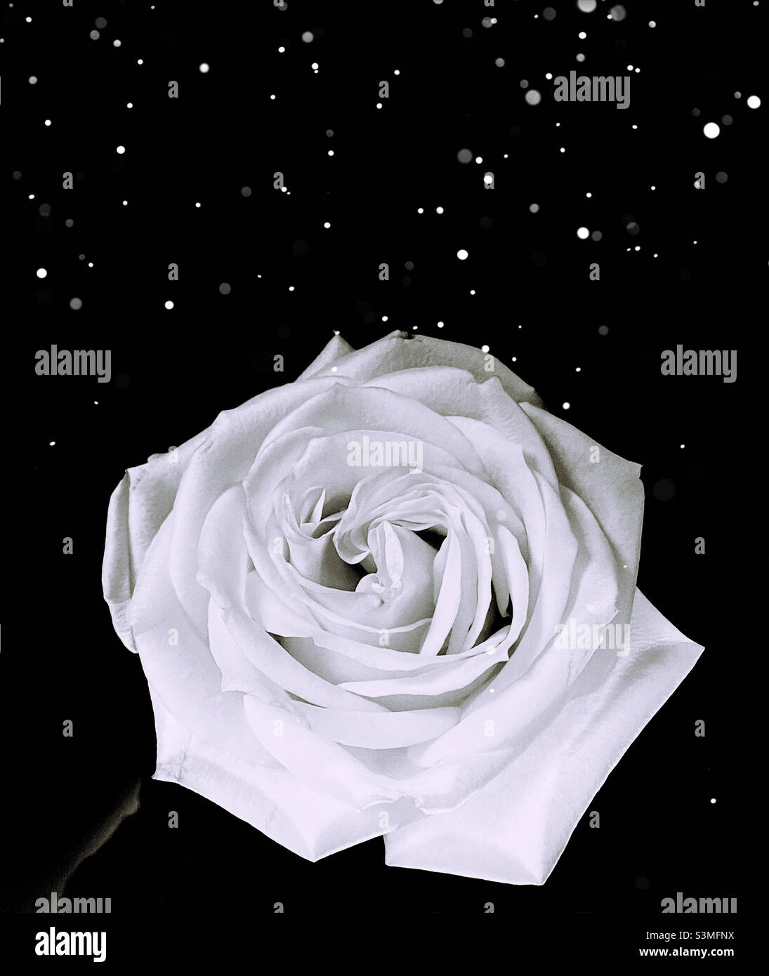 Flower with starry petals hi-res stock photography and images - Alamy