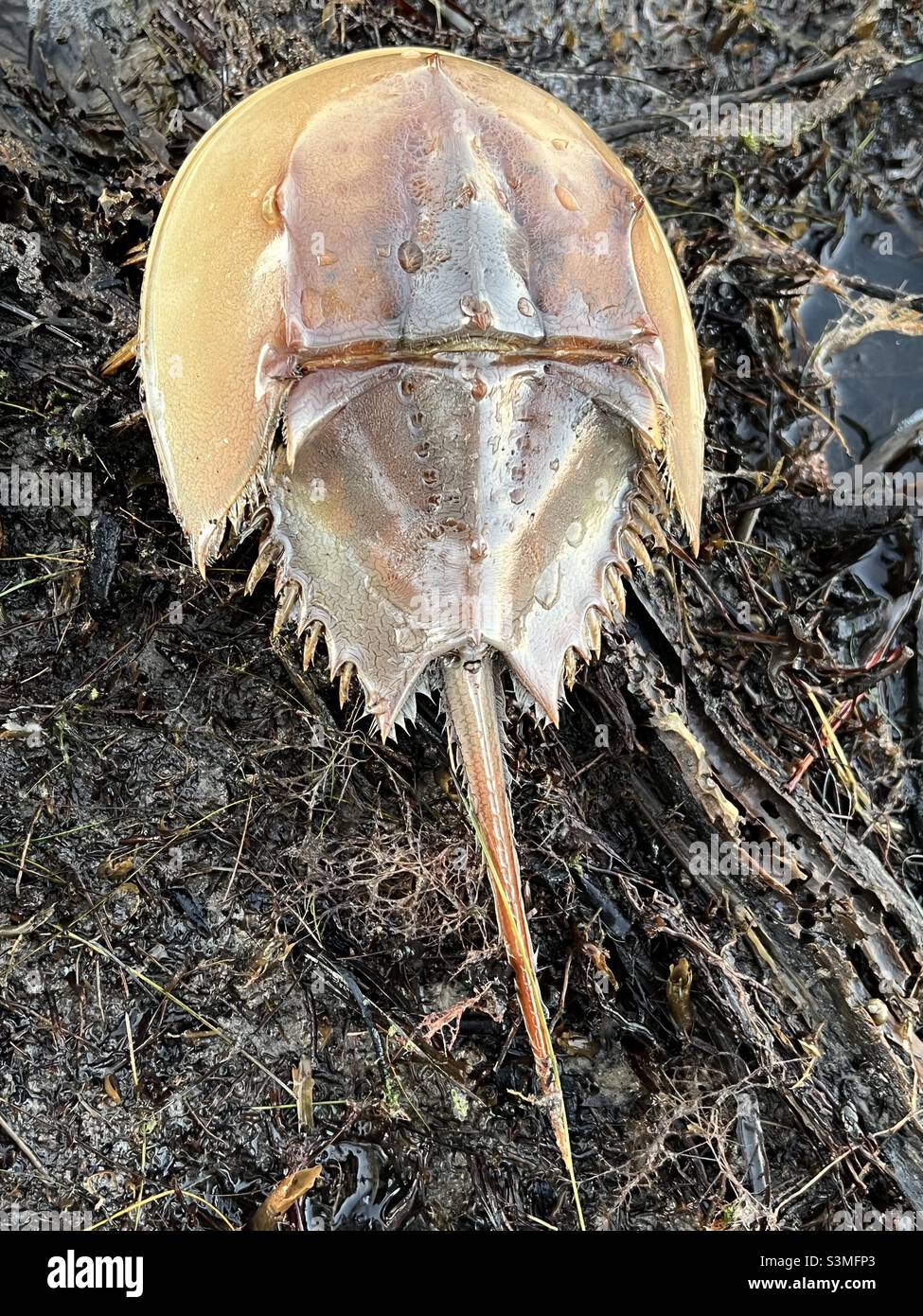 Looking down on a horseshoe crab - Smartphone Captured Stock Image
