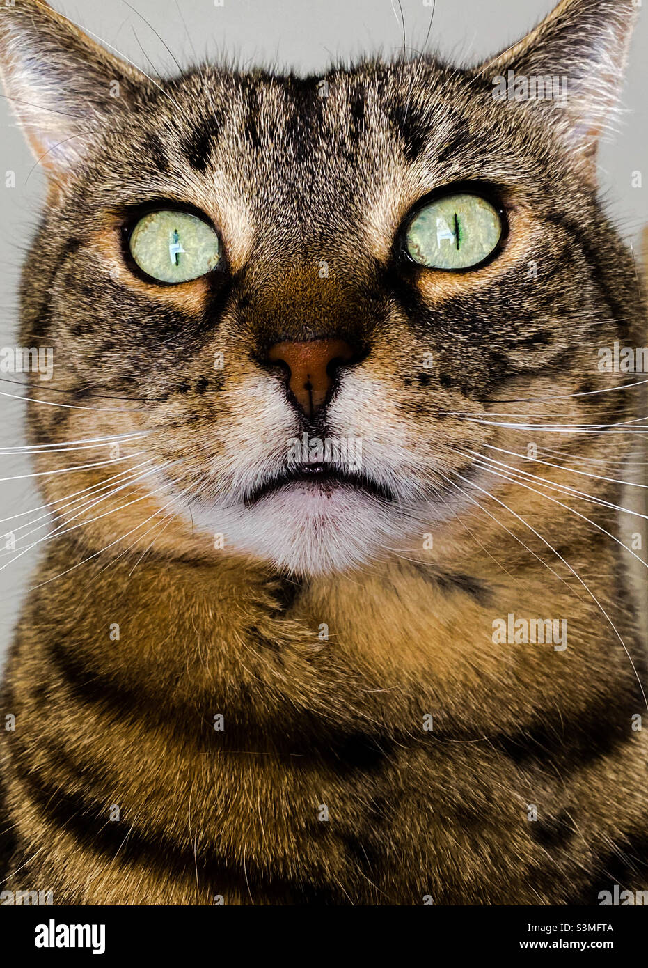 Bengal Cat Mix Tabby