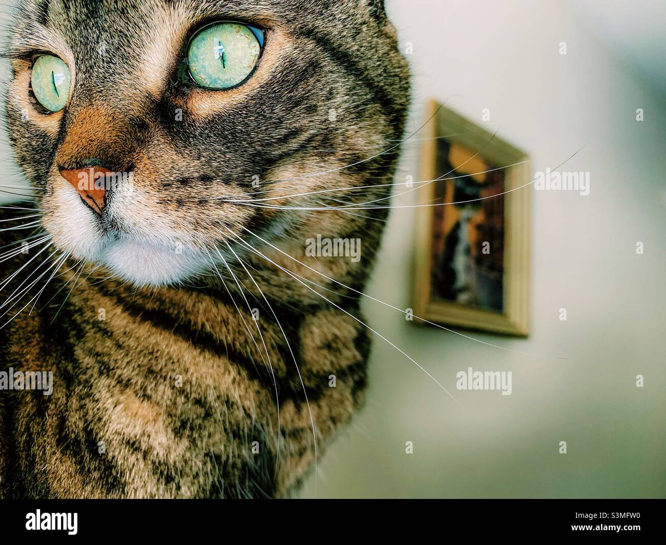 Tabby cat in the corner Stock Photo