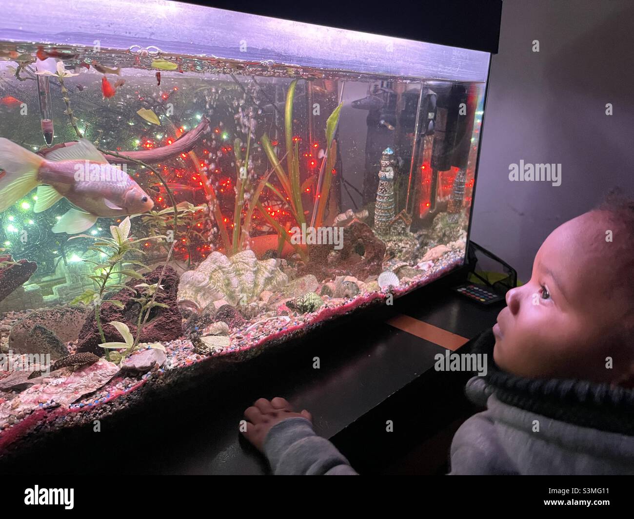 Enfant devant aquarium Stock Photo