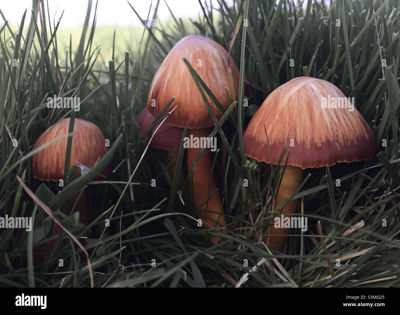Orangey-red waxgill mushrooms growing out from the grass - Smartphone Captured Stock Image