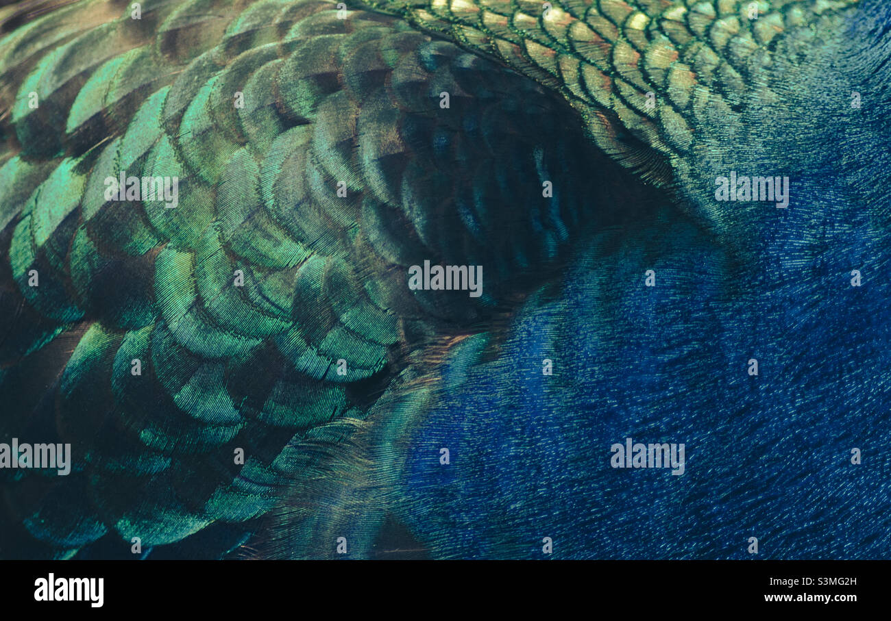 Close up of the iridescent feathers on a peacocks body - Smartphone Captured Stock Image