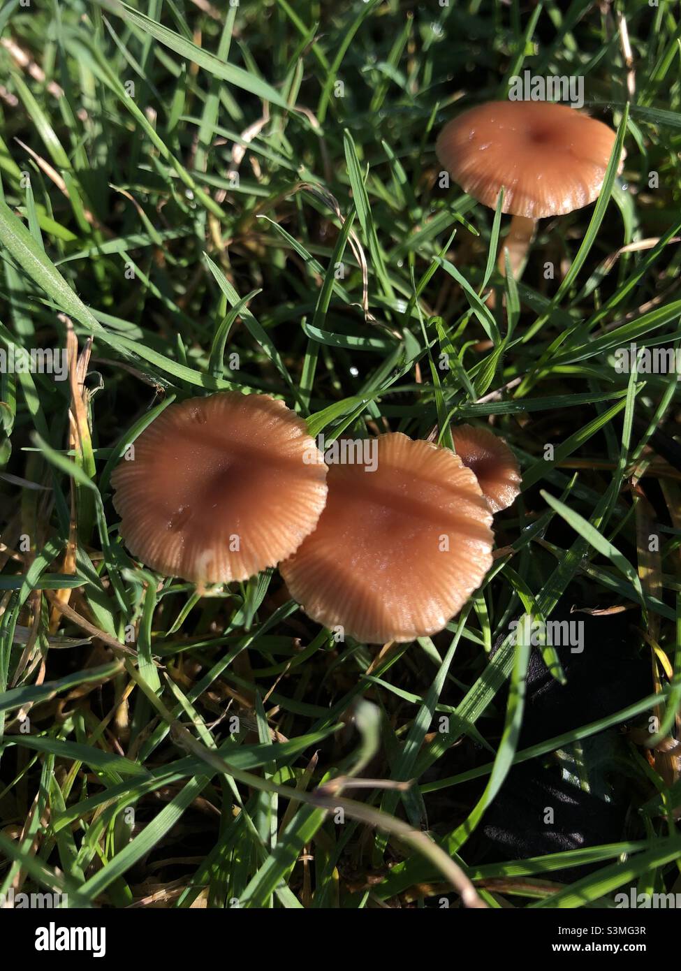 Wild mushrooms in the park - Smartphone Captured Stock Image