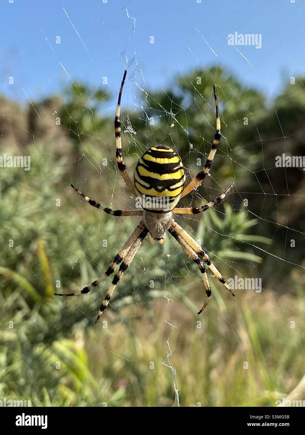 Close up photo of Wasp Spider (also called Tiger Spider or Argiope bruennichi) hanging on a spiderweb in the wilderness. Found in Galicia, Spain Stock Photo