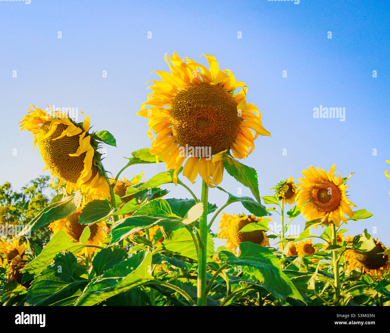 Sunflower field under blue sky hi-res stock photography and images - Alamy