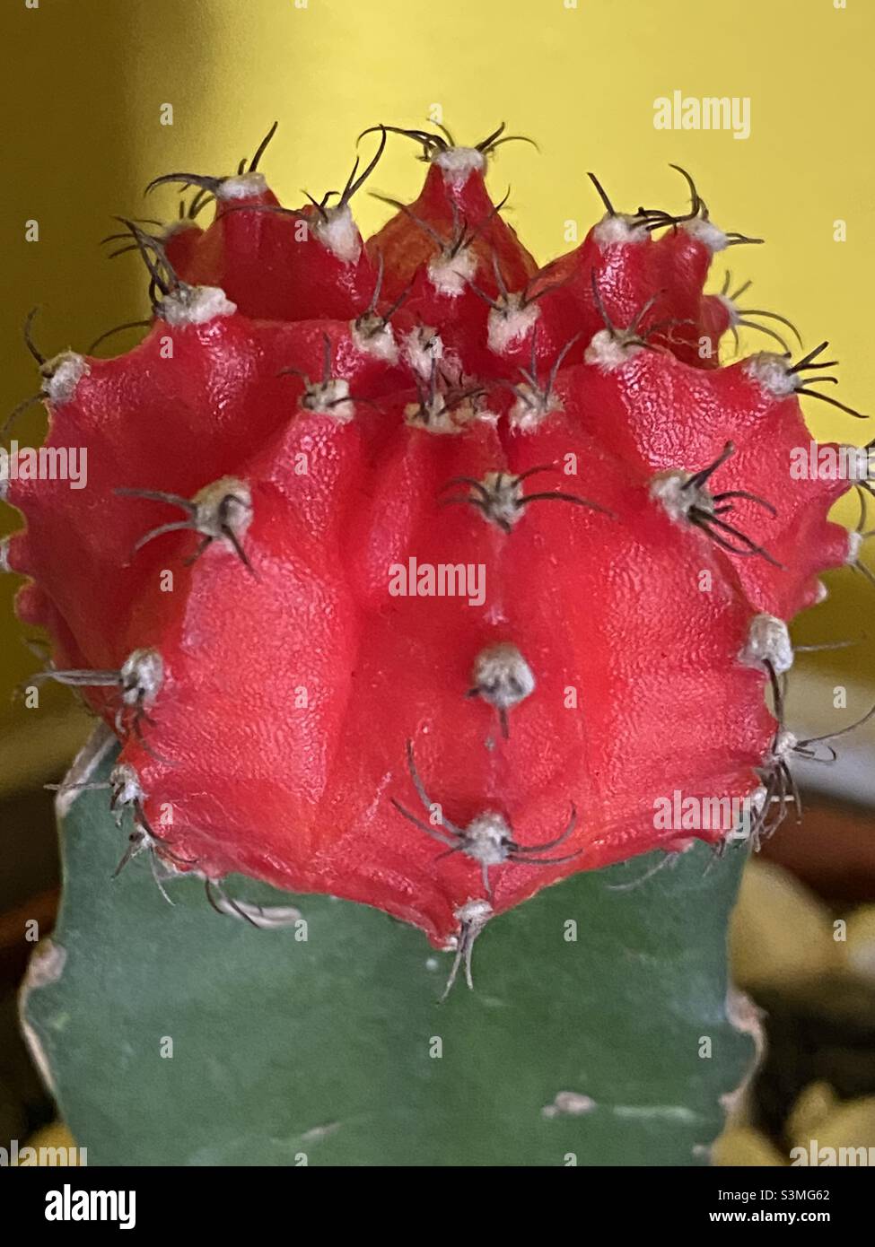 Close up photo of moon cactus. - Smartphone Captured Stock Image