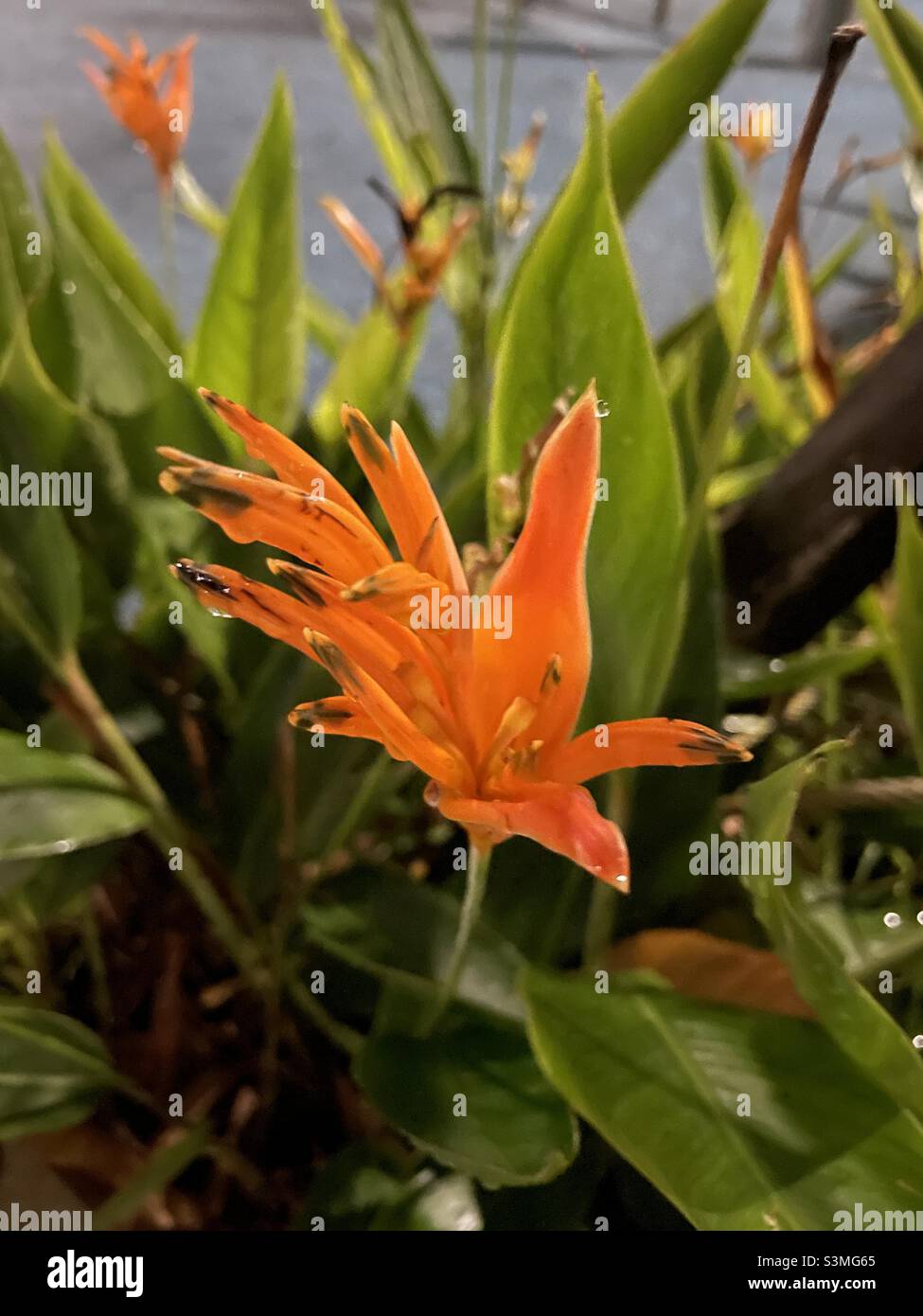 Bird of paradise plant Stock Photo Alamy