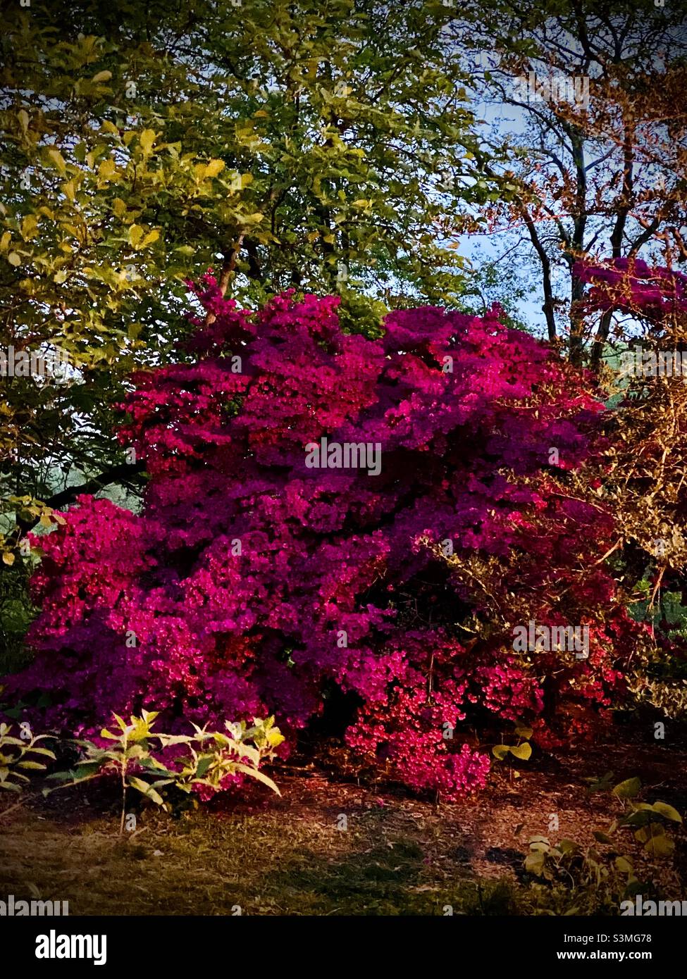 Flower blossoms of paperflower shot on iPhone 11 Pro night mode. - Smartphone Captured Stock Image