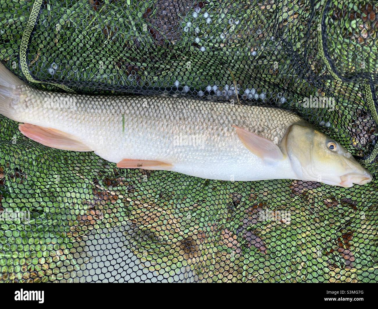 Barbel fish hires stock photography and images Alamy
