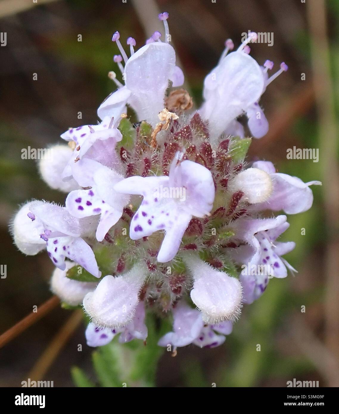 Wildflowers - Smartphone Captured Stock Image