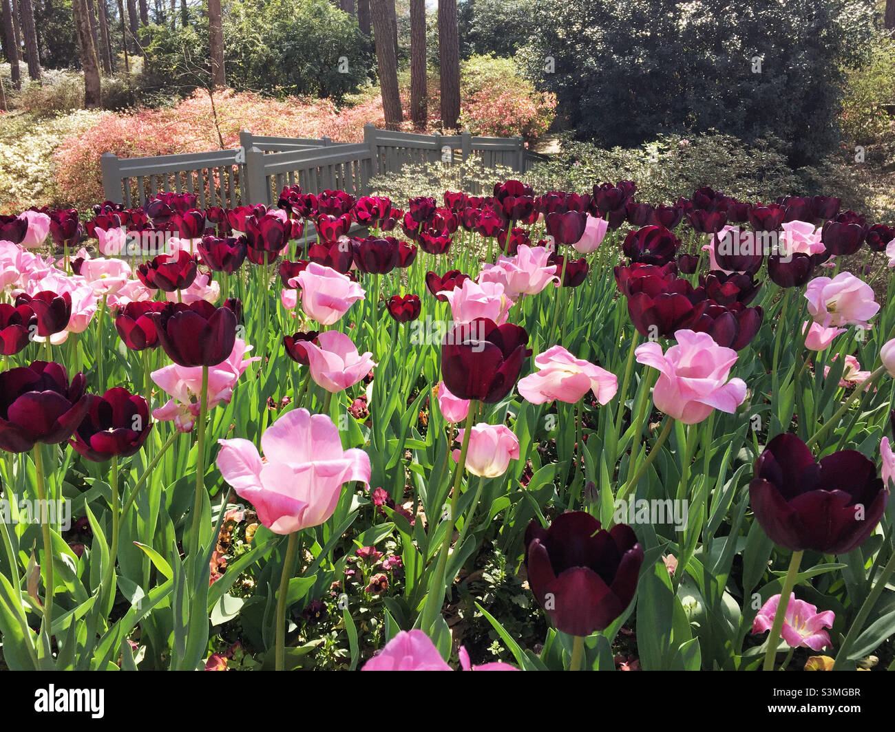 Landscaped garden blooming green hi-res stock photography and images ...