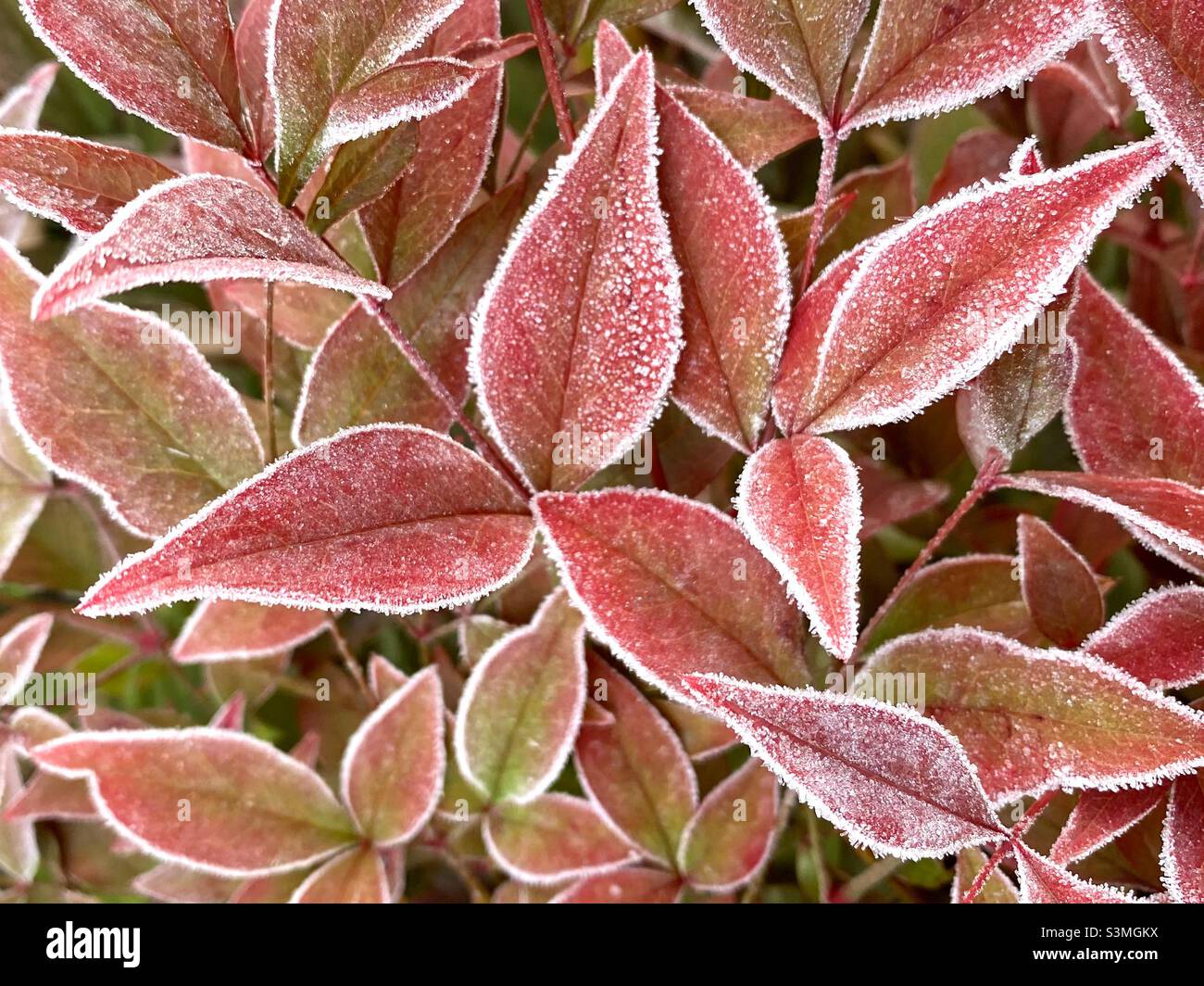 Frosty and icy plants in winter Stock Photo