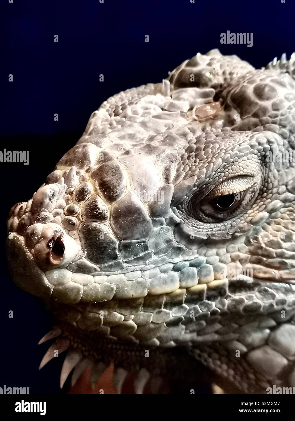 A close up is an Iguana. - Smartphone Captured Stock Image